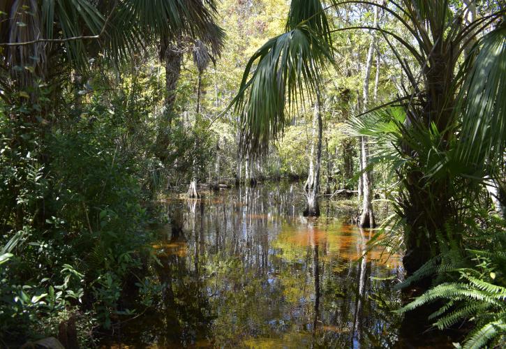 A viw of the swamp in Fakahatchee Strand Preserve State Park.