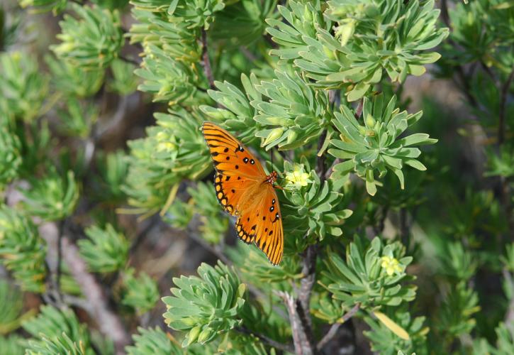 A view of an orange and black butterfly perched on a bush.