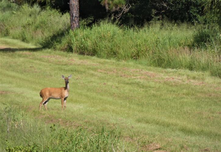 A white-tailed deer stands alert on the edge of mowed field.