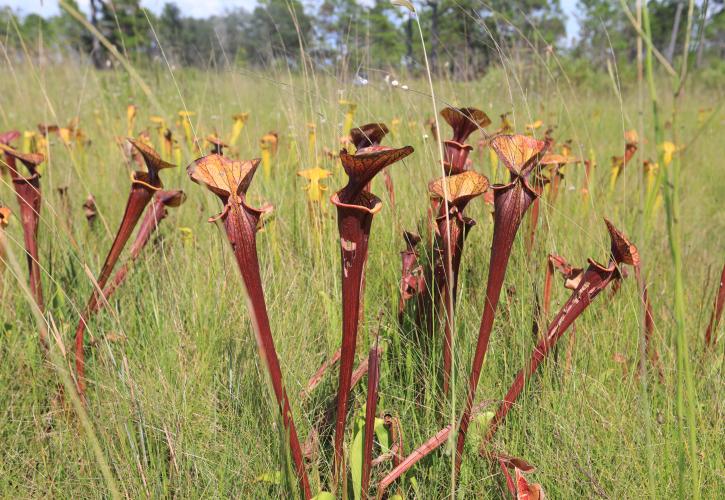 Deer Lake Pitcher Plants