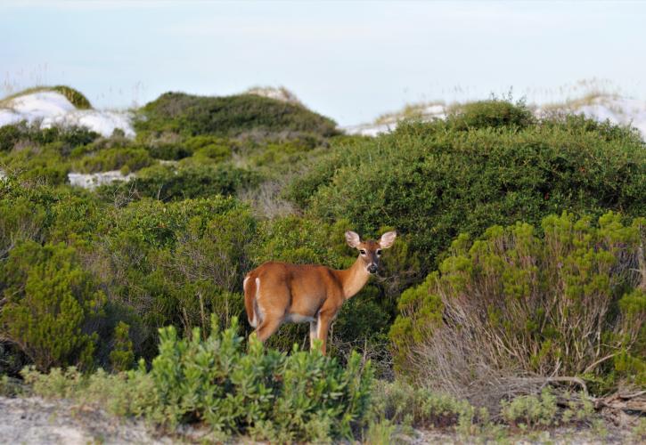 Whitetail deer in dunes