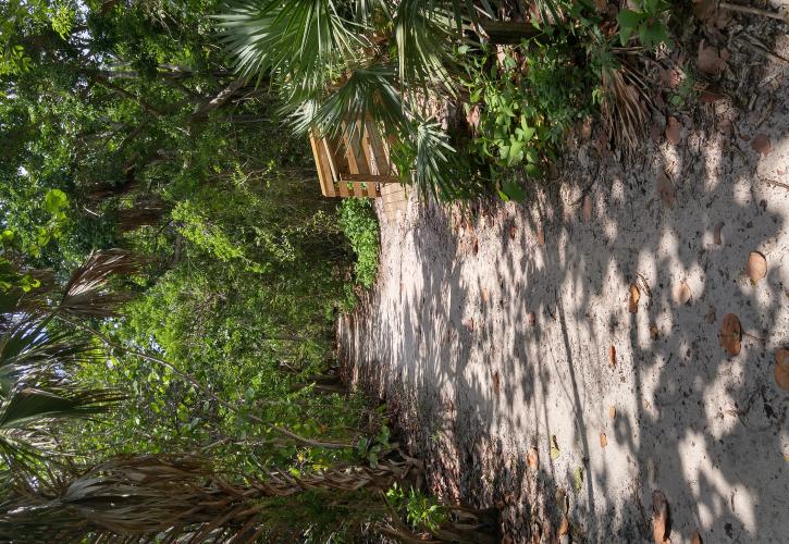 Dune Trail at John D. MacArthur Beach State Park
