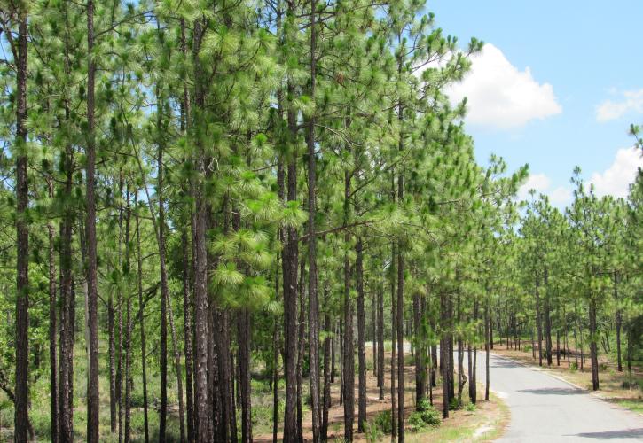 Dunns Creek State Park