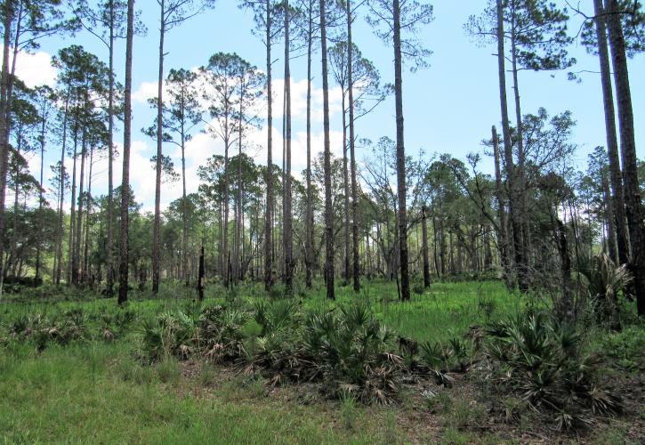 Dunns Creek State Park Florida State Parks