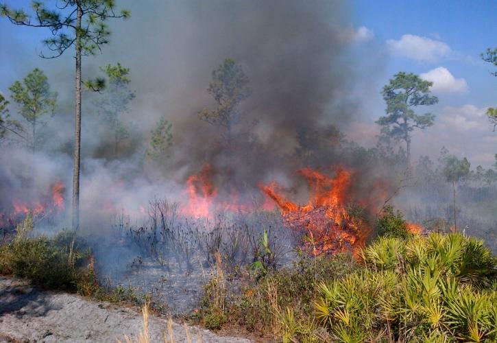 Prescribed Fire Dunns Creek