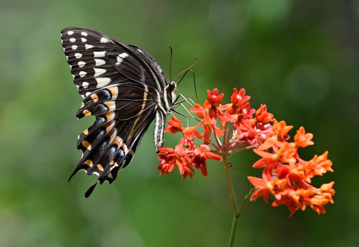 Palamedes Swallowtail on a Fewflower Milkweed at Colt Creek