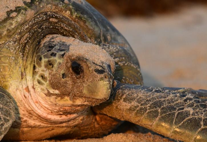 green sea turtle