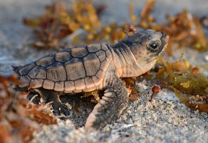 Loggerhead hatchling heading to sea with sargassum around it