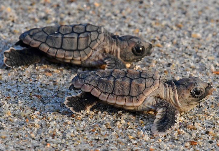Two Loggerhead hatchlings SISP
