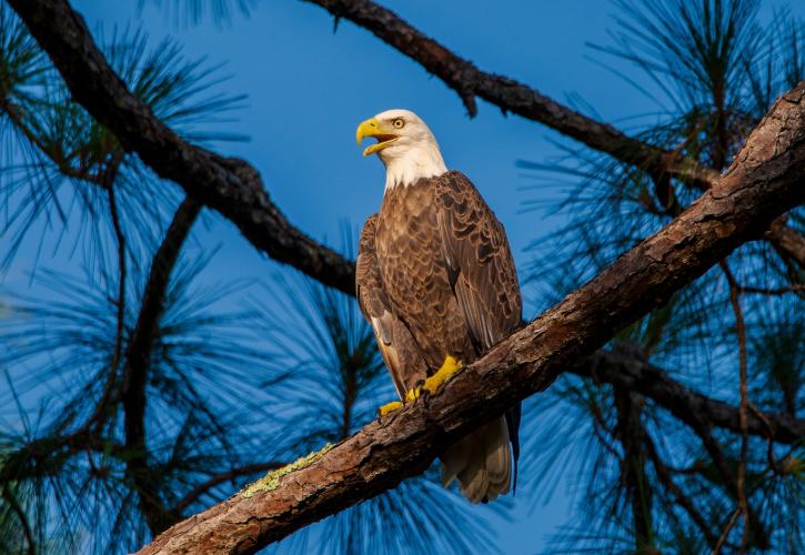 bald eagle