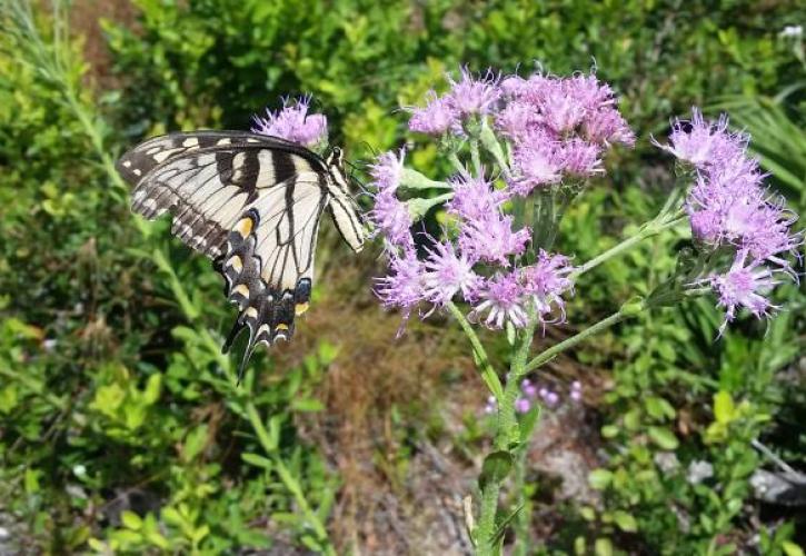 Price's Scrub Butterfly