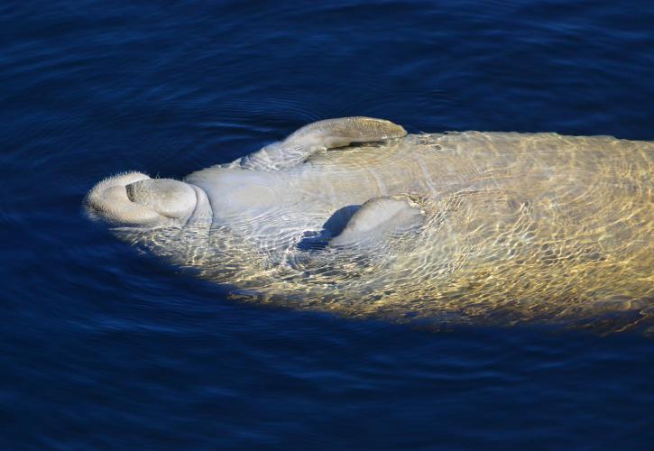 Manatee basking in sun