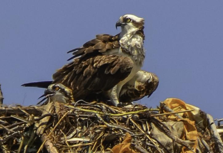 A view of a nesting bird.