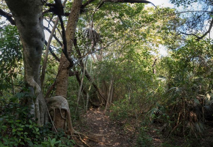 Trail at Hugh Taylor Birch State Park