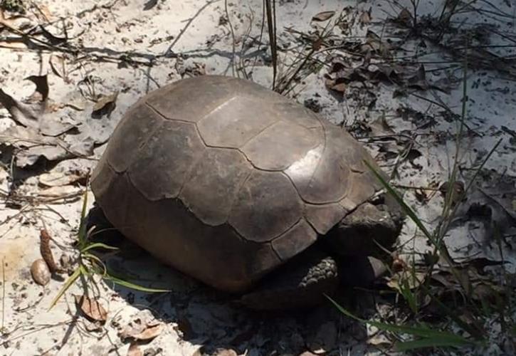 gopher tortoise at dunns creek