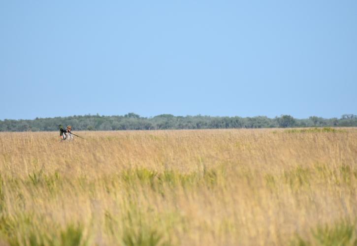 FGSP technician surveying the prairie for the Florida Grasshopper Sparrow