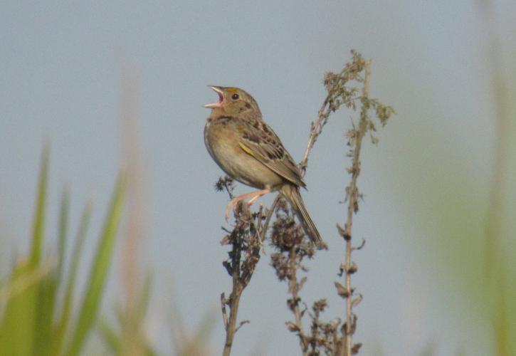 Florida Grasshopper Sparrow perched on a stick with its mouth open calling