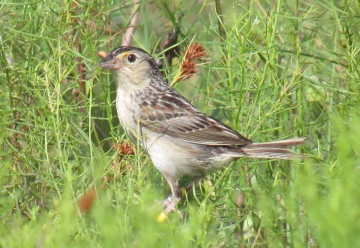 Florida Grasshopper Sparrow standing in grass