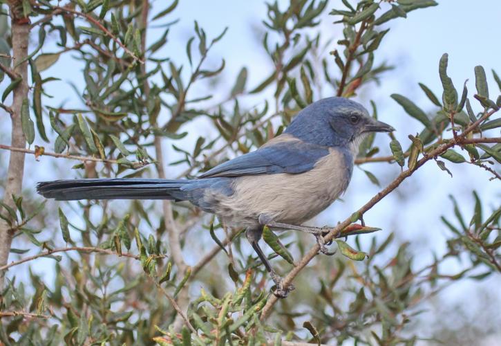 Florida Scrub Jay