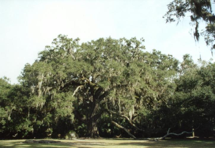 Fairchild Oak at Bulow Creek State Park