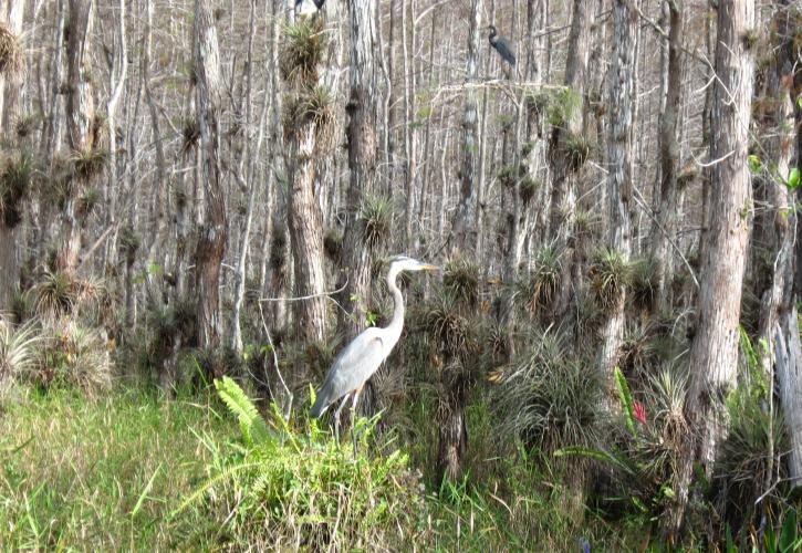 Fakahatchee Strand Preserve State Park