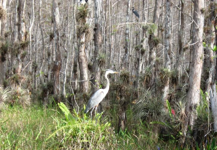 Fakahatchee Strand Preserve State Park 