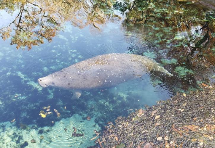 Manatee at Fanning Springs