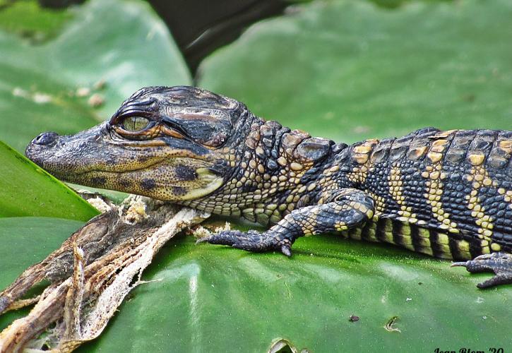 Juvenile Alligator laying on Lily Pad photo by Jean Blom