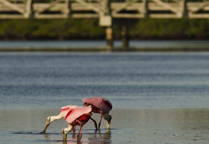 Roseate Spoonbills feeding in the park's estuary.