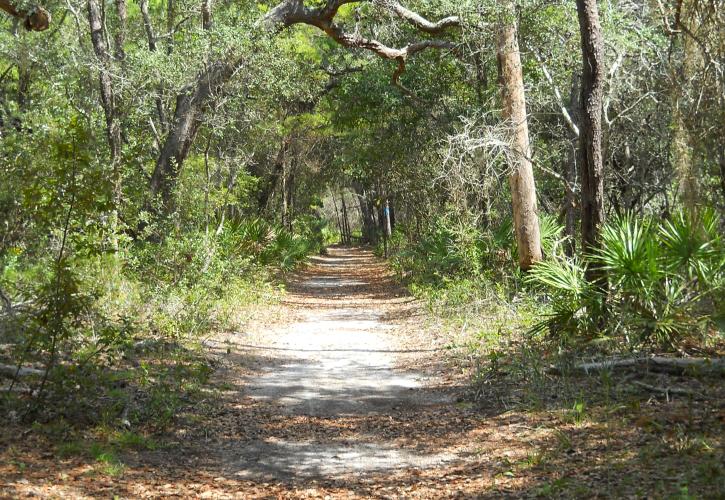 Hiking trail in the flatwoods