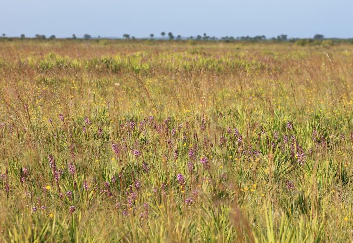 Dry Prairie in Bloom