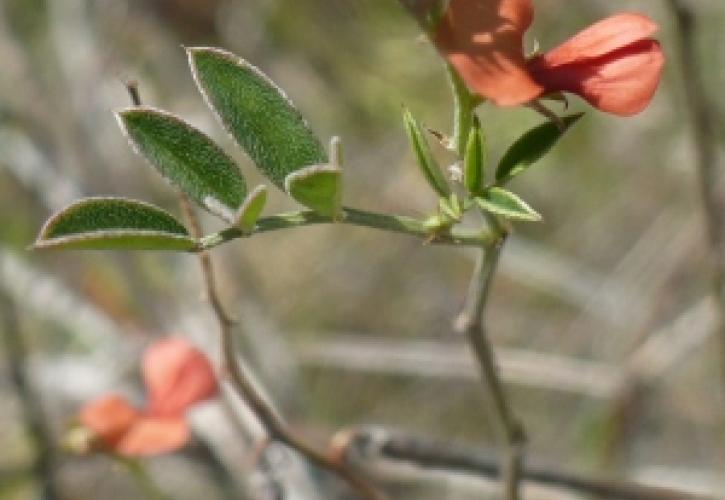 Florida Keys indigo (Indigofera mucronata var. keyensis)