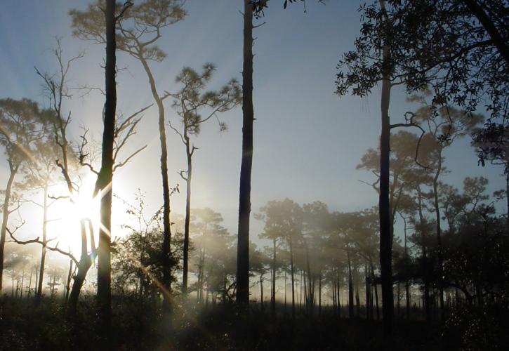 Sunrise shines through the trees on a foggy morning. 