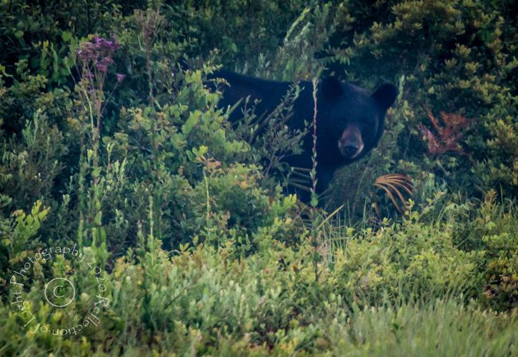 Black Bear on the Pine Island Trail