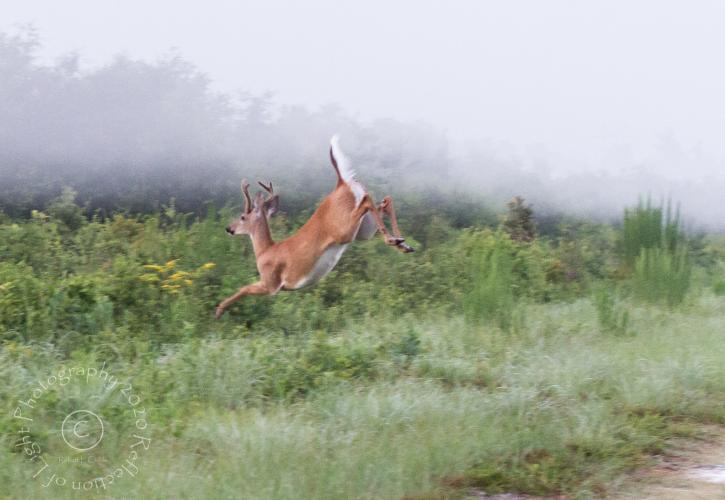 Blue Spring Leaping Deer