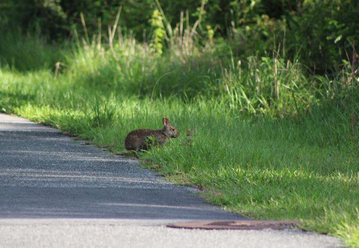 Withlacoochee Furry Friend