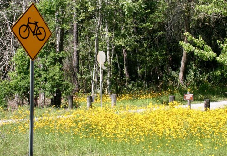 Coreopsis flowers bloom near Grove Park