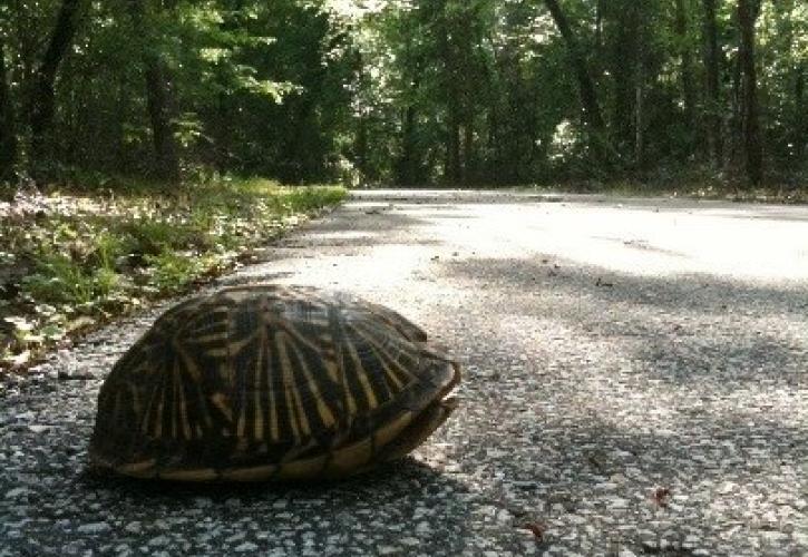 Box turtle on the Gainesville-Hawthorne State Trail