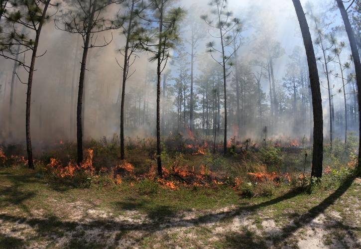 Scene of the commemorative prescribed fire at Falling Waters State Park in 2021.