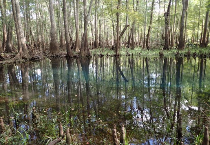 a stand of trees is partially submerged by water