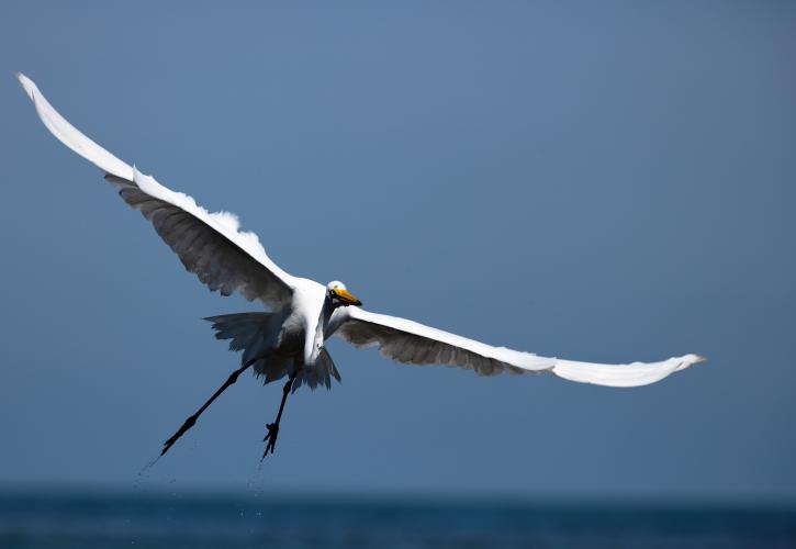 Great egret at Bahia Honda State Park.