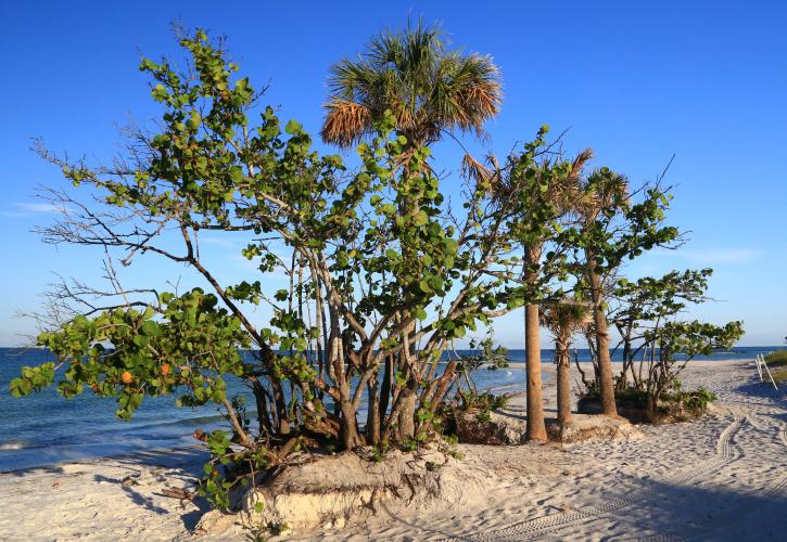 Honeymoon Island State Park Hotels