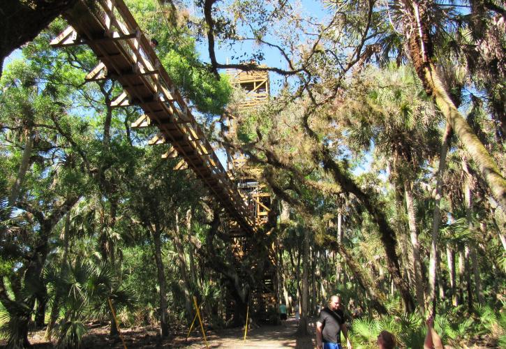 A view from under the Canopy Walkway