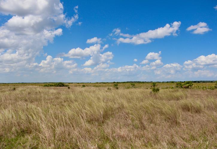 View of Kissimmee Prairie