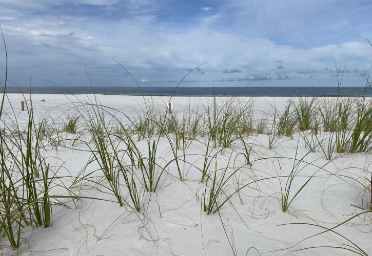 Sea oats have been planted to help stabilize the dunes.