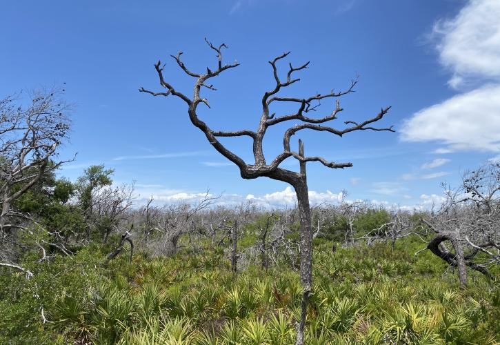 Plants are recovering in the preserve. 