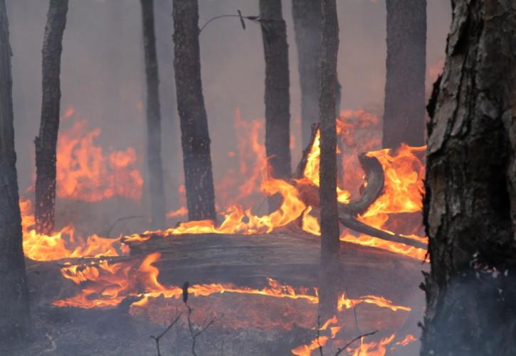 Lower Wekiva River Preserve Controlled Burn