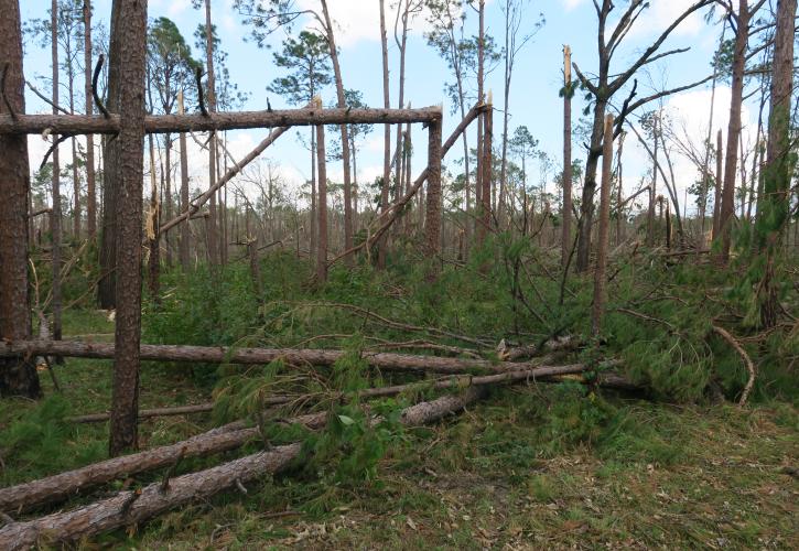 Three Rivers Hurricane Recovery damage