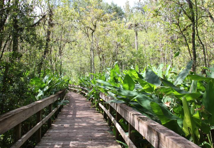 Boardwalk over water