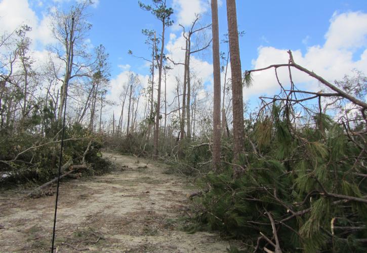 Hurricane Michael Torreya Damage